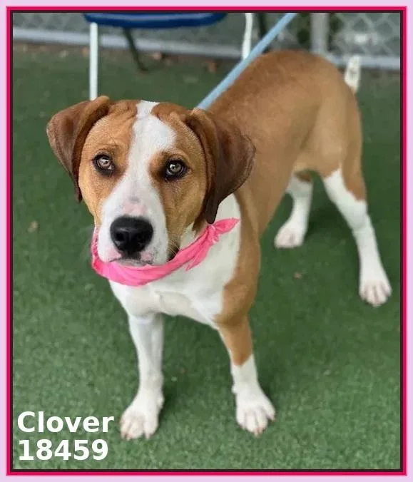 Clover thumbnail 2