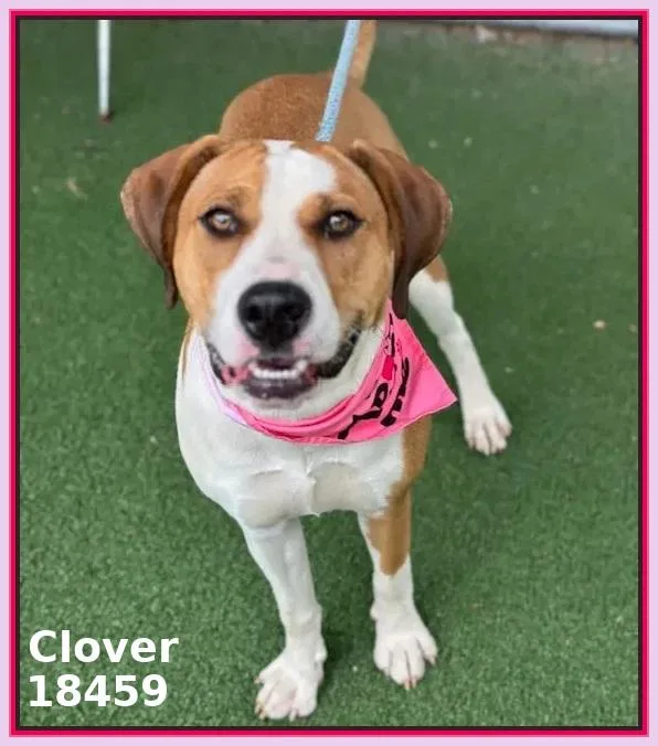 Clover thumbnail 3