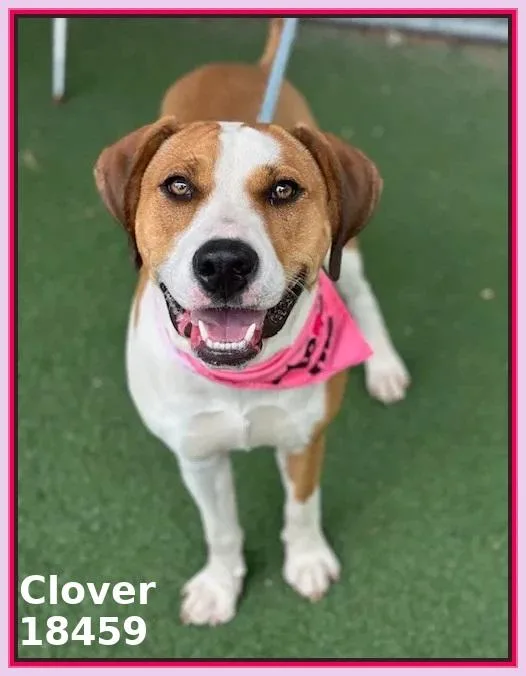 Clover thumbnail 4