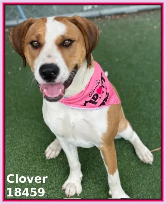 Clover thumbnail 5