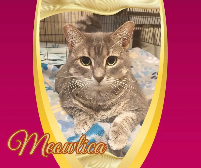 Meowlica thumbnail 2