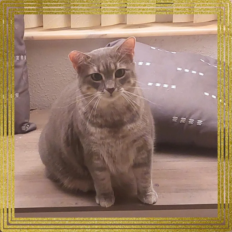 Meowlica thumbnail 3