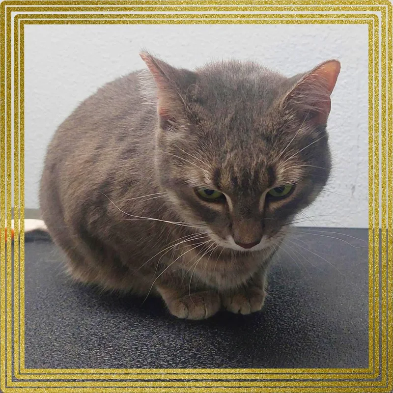 Meowlica thumbnail 4