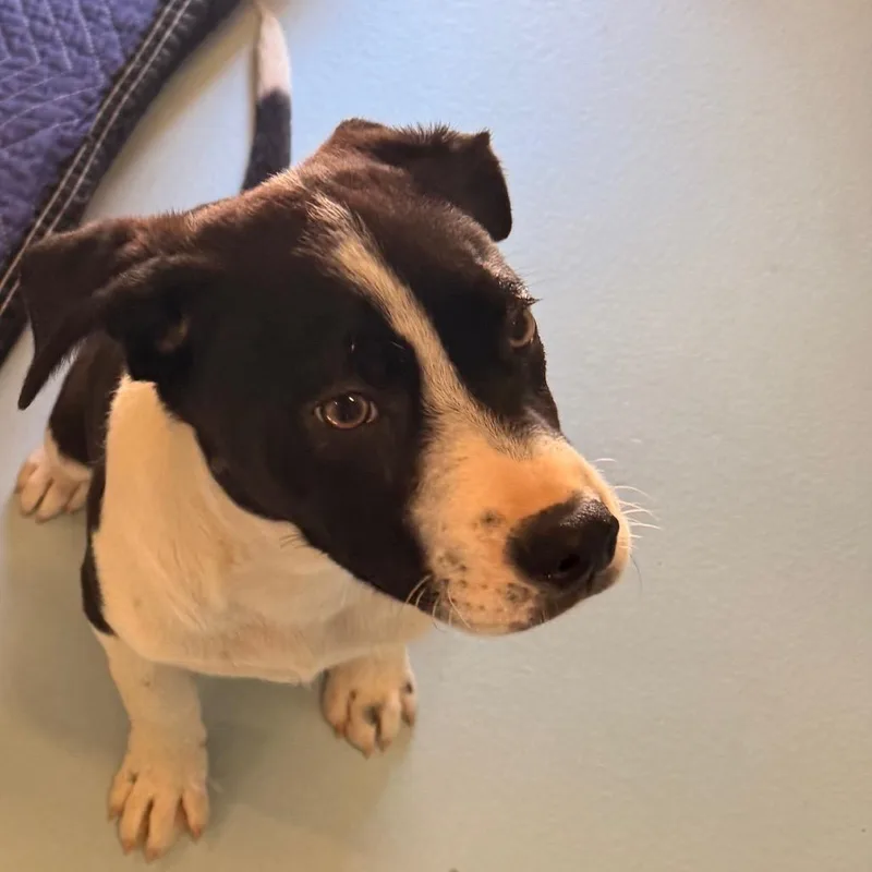 A baby small-sized male Brown / Chocolate Australian Shepherd dog named Jagger for adoption in Santa Barbara, CA
