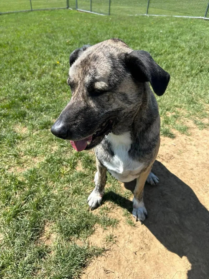 An adult large-sized male Anatolian Shepherd dog named Pound Dogbuck Courtest Listing for adoption in Rootstown, OH