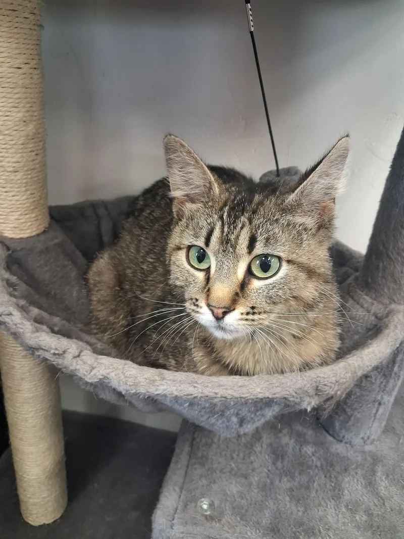 An adult large-sized female Tabby (Brown / Chocolate) Domestic Medium Hair cat named Mira for adoption in Roosevelt, UT