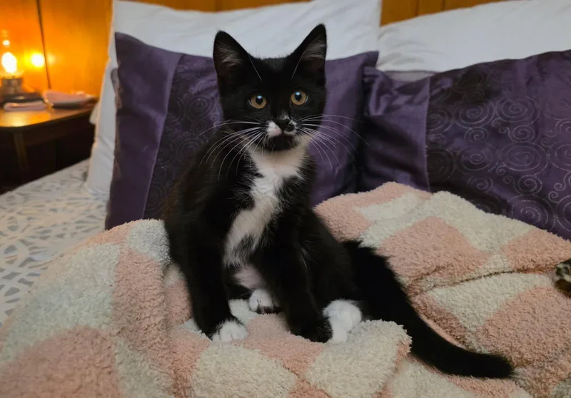 A baby small-sized female Domestic Short Hair cat named Nana for adoption in South Pasadena, CA