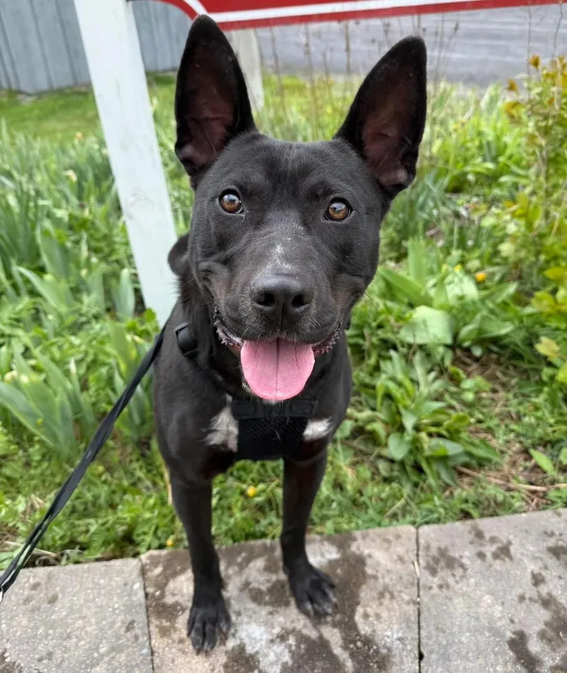 An adult medium-sized male Pit Bull Terrier dog named Radar for adoption in Howes Cave, NY