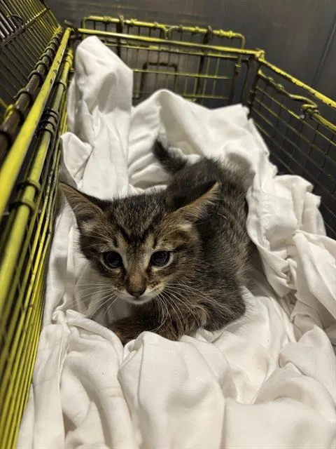 A baby small-sized female Domestic Short Hair cat named Jade West for adoption in San Antonio, TX