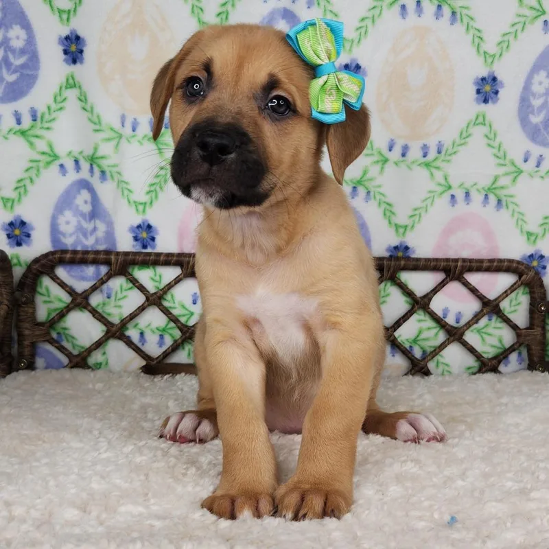 A baby small-sized female Brown / Chocolate Great Dane dog named Princess Concrete for adoption in Fort Wayne, IN