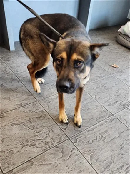 An adult large-sized male German Shepherd Dog dog named Oso for adoption in Los Angeles, CA