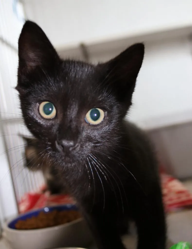 A baby medium-sized male Domestic Short Hair cat named Jaxo for adoption in Shoreline, WA