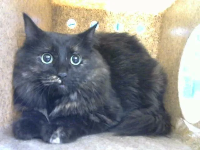 Lulu