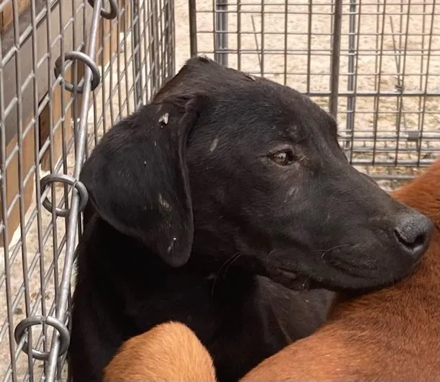 A baby large-sized female Labrador Retriever dog named Seinfield for adoption in Dallas, TX