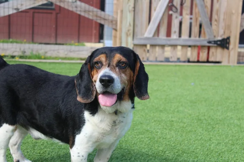 An adult medium-sized male Tricolor (Brown, Black, & White) Basset Hound dog named Shiloh for adoption in Chestertown, MD