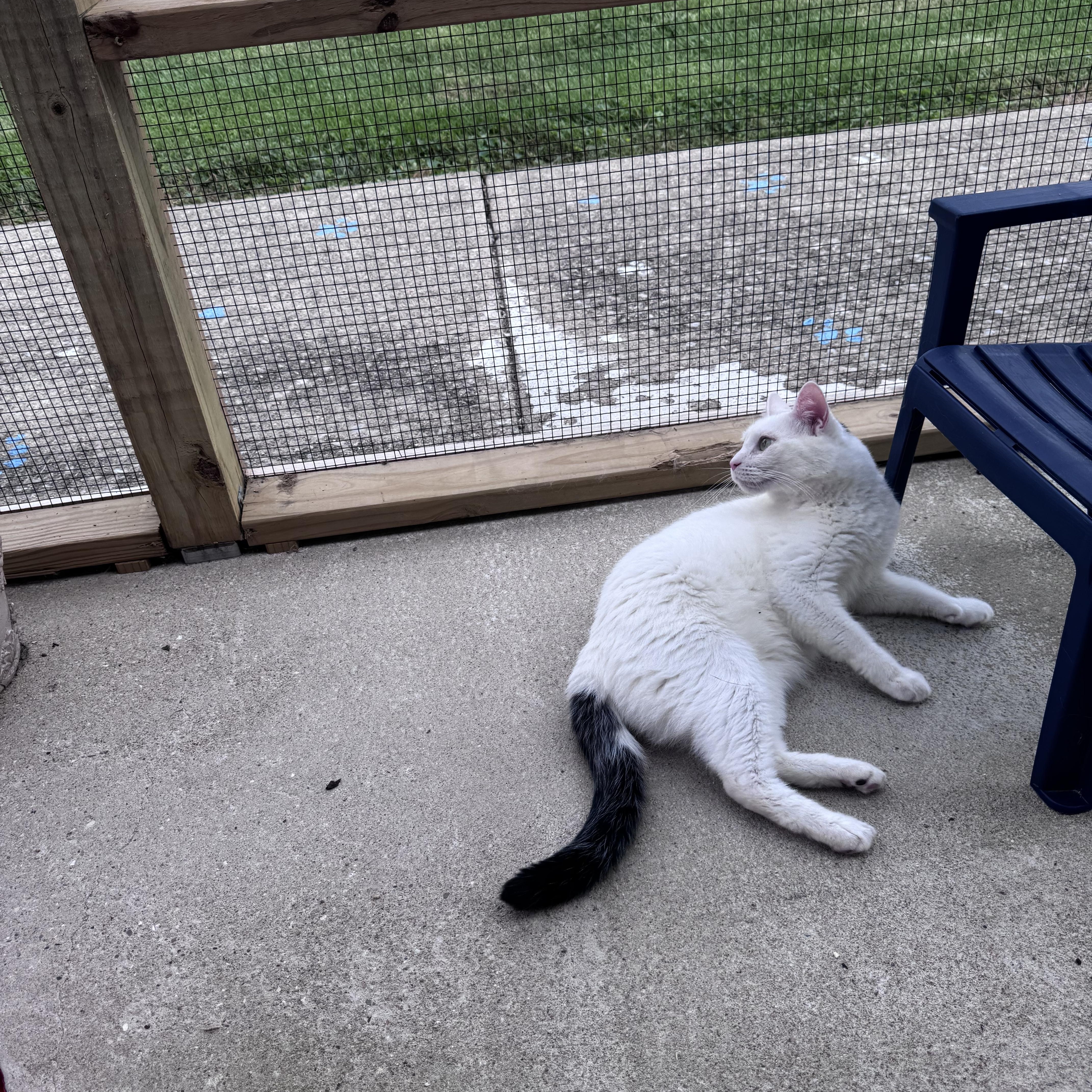 An adult medium-sized male Black & White / Tuxedo Domestic Short Hair cat named Bub for adoption in Hoopeston, IL