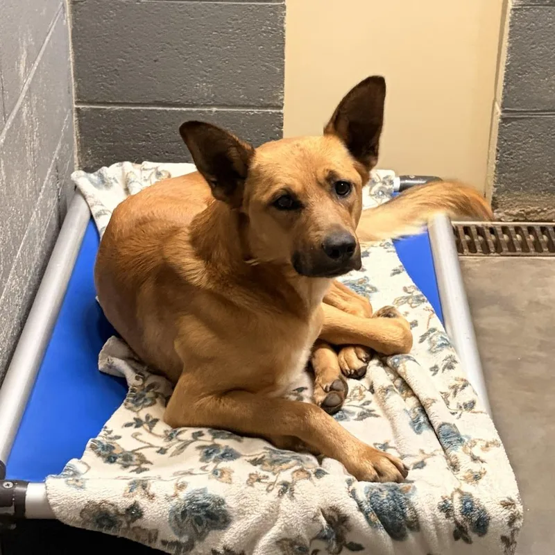 An adult small-sized male Yellow / Tan / Blond / Fawn German Shepherd Dog dog named Gecko for adoption in Franklin, NC