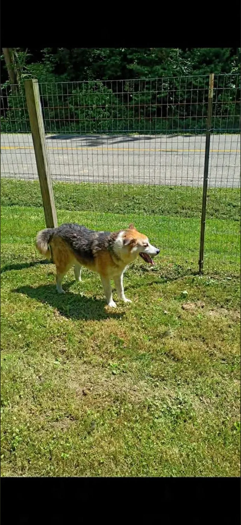 An adult large-sized male Siberian Husky dog named Toby for adoption in Long Bottom, OH
