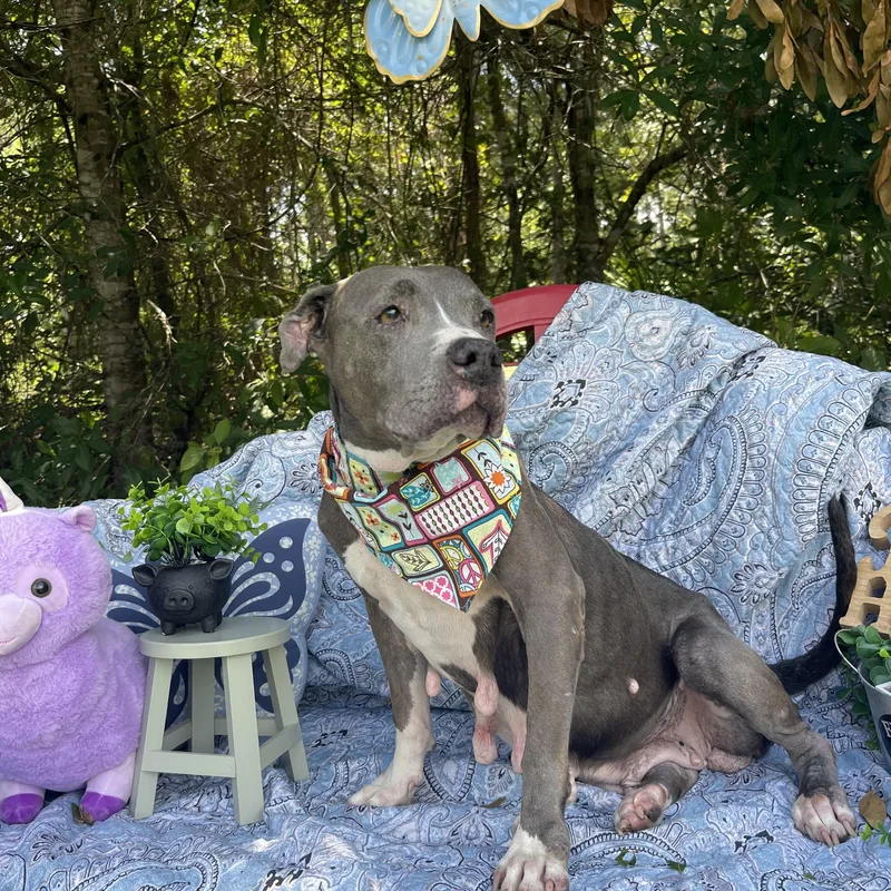 An adult medium-sized female American Staffordshire Terrier dog named Precious for adoption in Sebring, FL