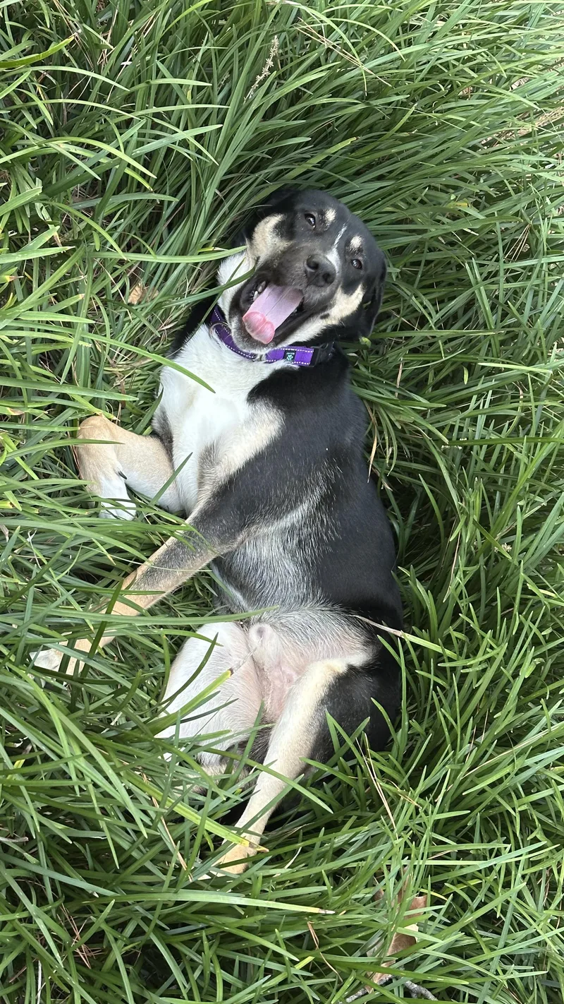 A young medium-sized male Black Shepherd dog named Boone a.k.a. Boondoggle for adoption in Houston, TX
