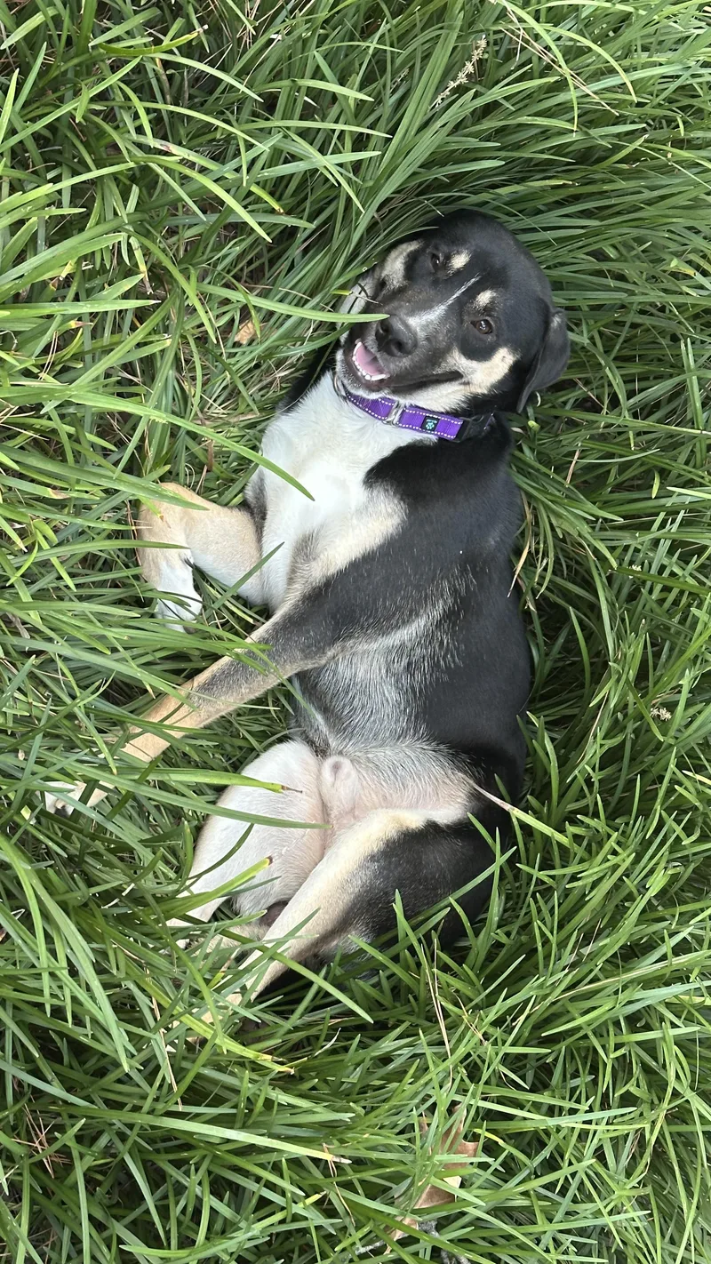 Boone a.k.a. Boondoggle thumbnail 3