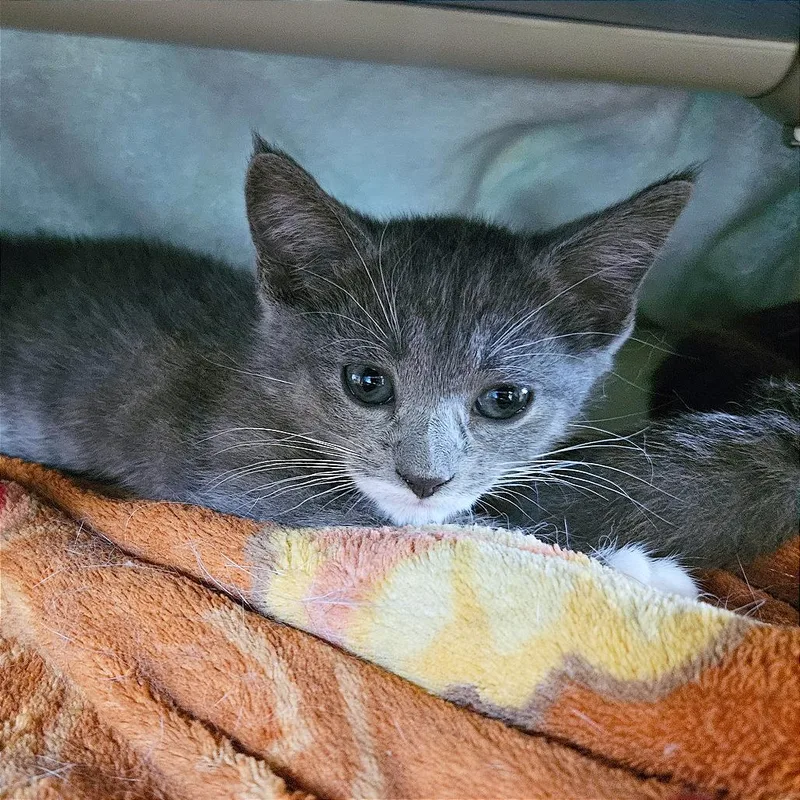 A baby small-sized female Gray / Blue / Silver Domestic Short Hair cat named Misty for adoption in Clarksville, AR