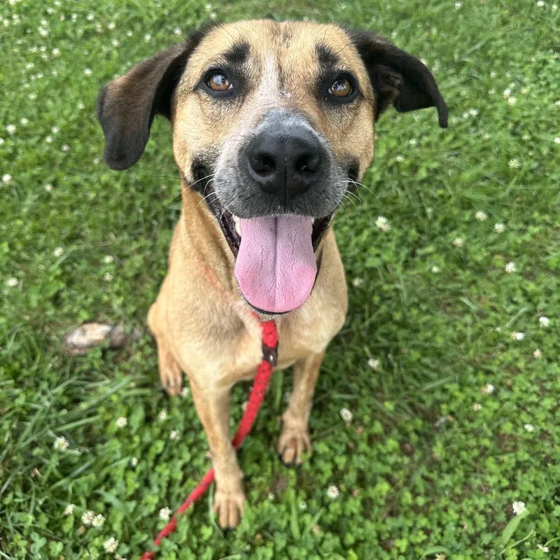 An adult medium-sized female Mixed Breed dog named Fergie for adoption in Cape Girardeau, MO