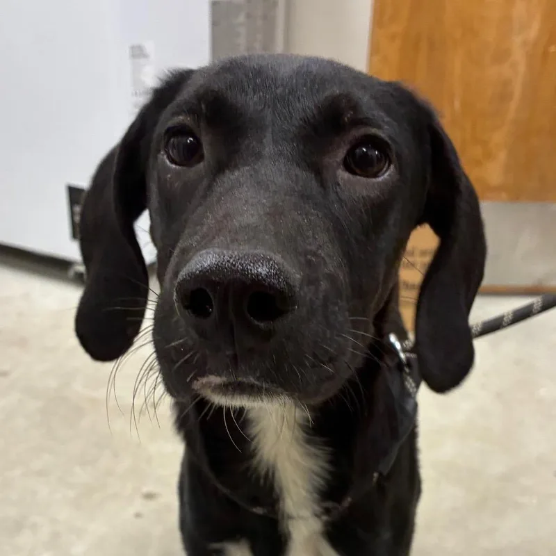 A young small-sized male Black Hound dog named Tanner for adoption in Bronson, FL