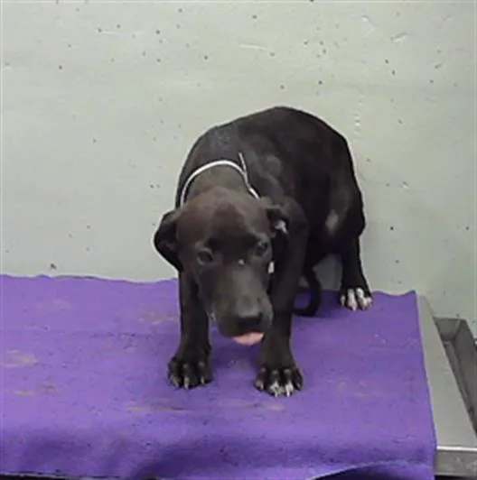 A baby small-sized female Labrador Retriever dog named Lucy for adoption in Houston, TX