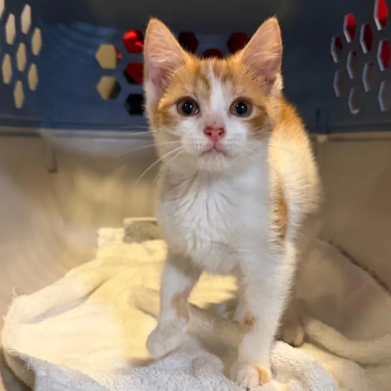 A baby small-sized female Orange / Red Domestic Short Hair cat named Hydra for adoption in Fredericksburg, VA
