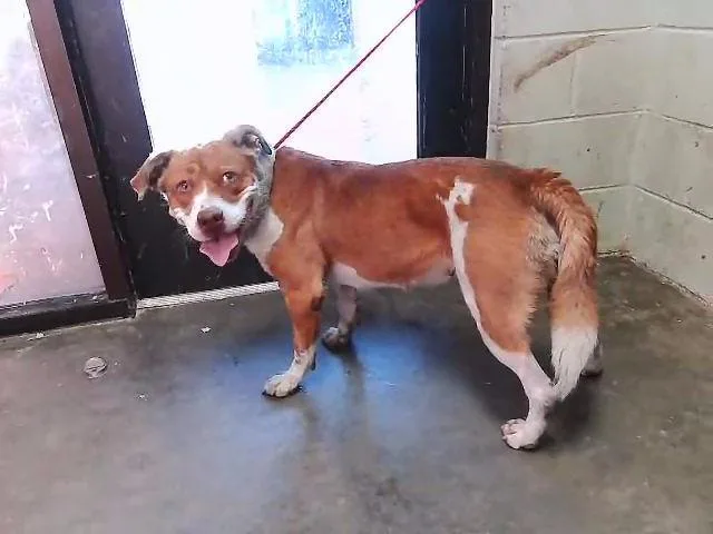 A young large-sized female Pit Bull Terrier dog named Donna for adoption in Tulsa, OK