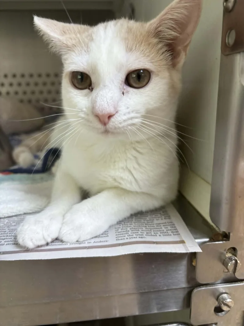 A baby medium-sized male Buff & White Domestic Short Hair cat named Bram for adoption in Orange, VA