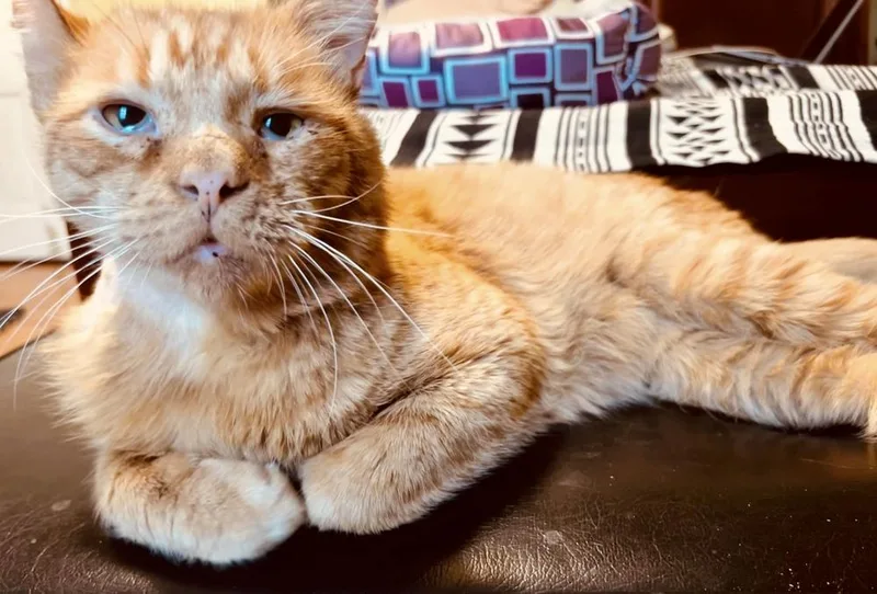 An adult medium-sized male Orange & White Domestic Short Hair cat named Oakley for adoption in Chicago, IL