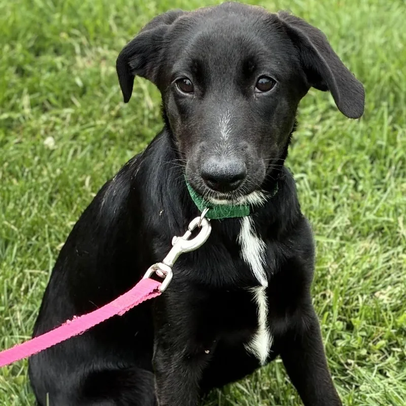 A baby medium-sized female Black Labrador Retriever dog named Top Banana for adoption in South Elgin, IL