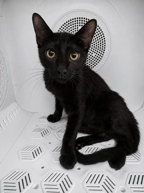 A baby medium-sized male Domestic Short Hair cat named Roo for adoption in Peoria, AZ