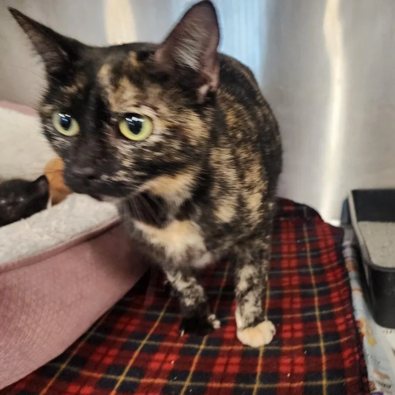 A young medium-sized female Tortoiseshell Domestic Short Hair cat named Charlotte for adoption in Evensville, TN