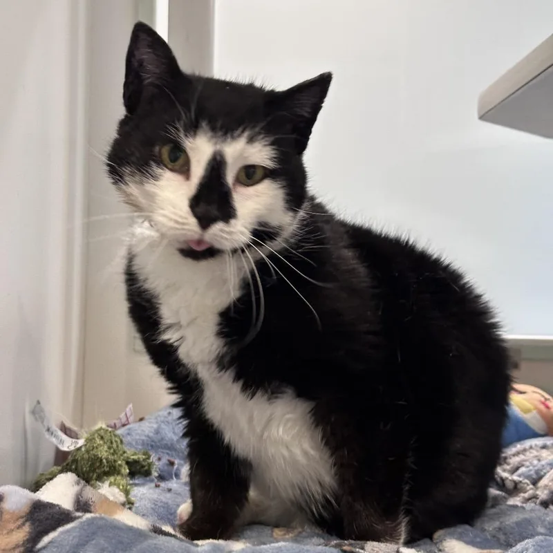 Tournicat thumbnail 2