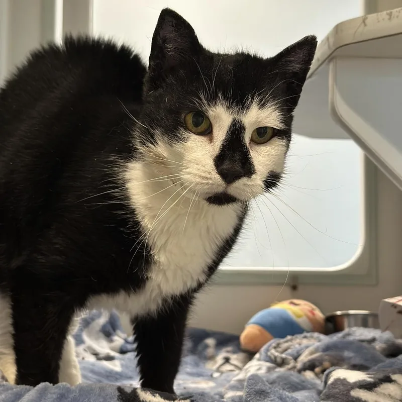 Tournicat thumbnail 3