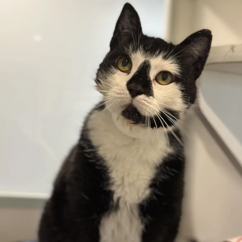 Tournicat thumbnail 4