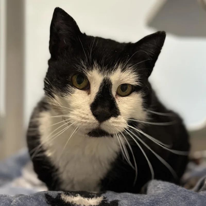 Tournicat thumbnail 5