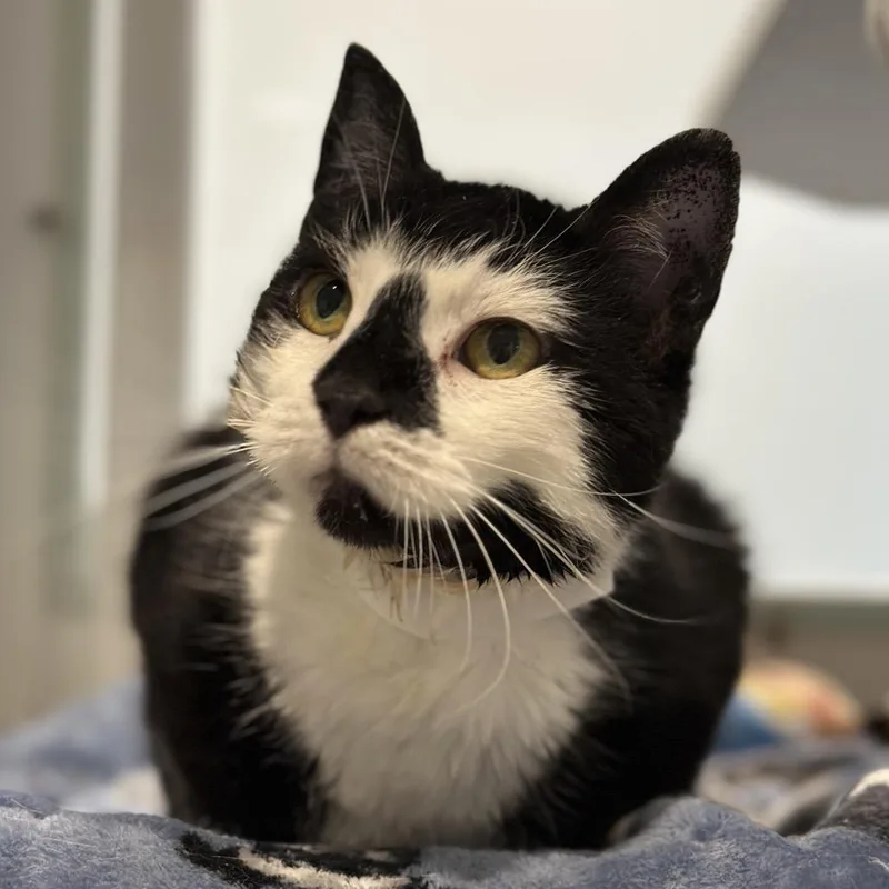 Tournicat thumbnail 6