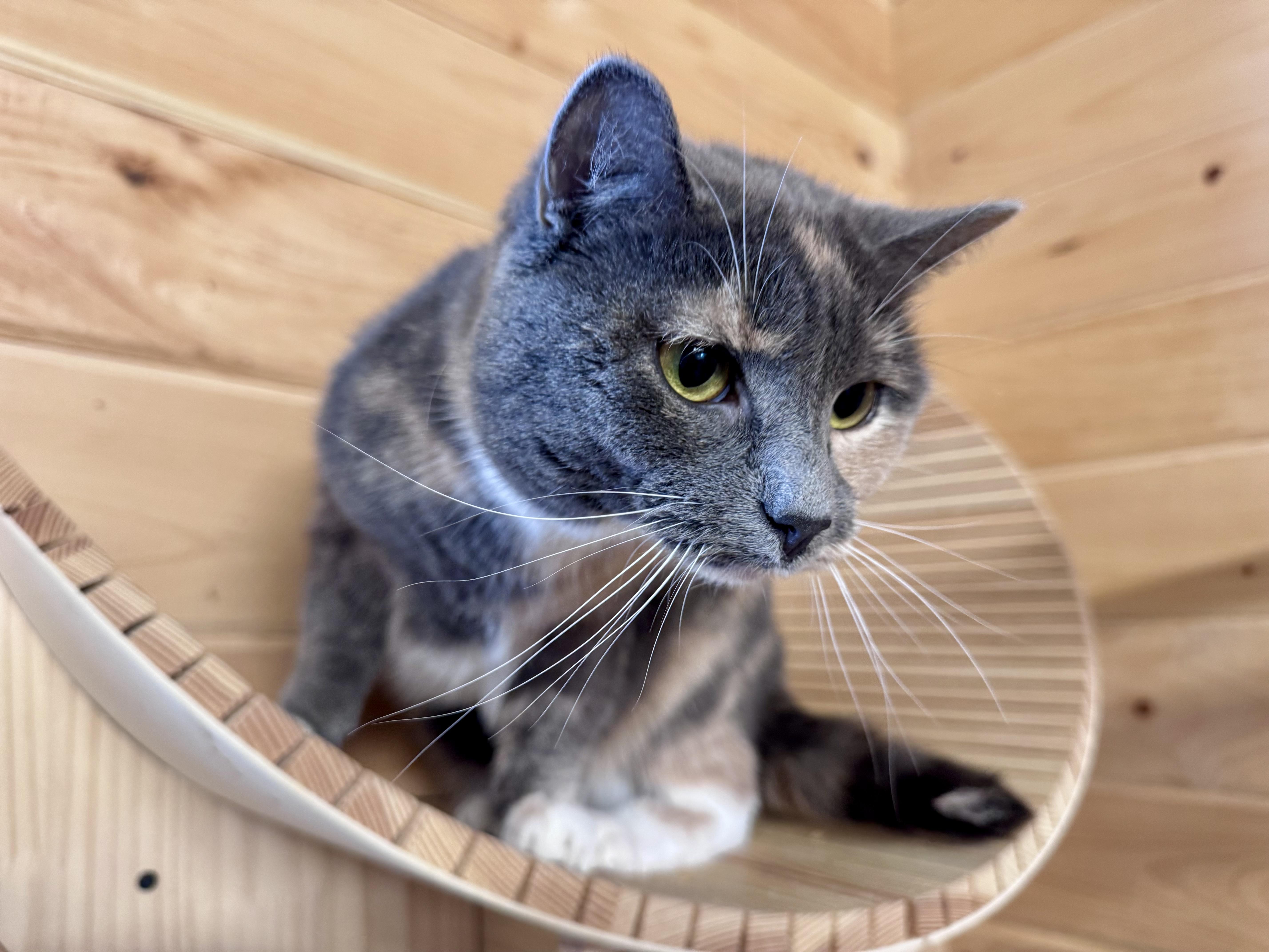 An adult medium-sized female Dilute Calico American Shorthair cat named Miracle for adoption in Saint Augustine, FL