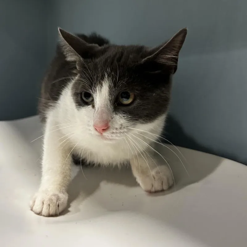 A baby small-sized female Gray / Blue / Silver Domestic Short Hair cat named Ginger for adoption in Chattanooga, TN