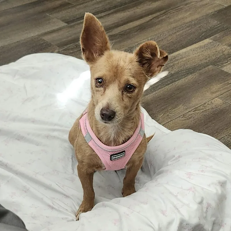 An adult small-sized female Brown / Chocolate Chihuahua dog named Frida D Arriving for adoption in Princeton, MN