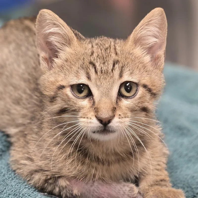 A baby small-sized male Brown / Chocolate Domestic Short Hair cat named Mesquite for adoption in Wickenburg, AZ