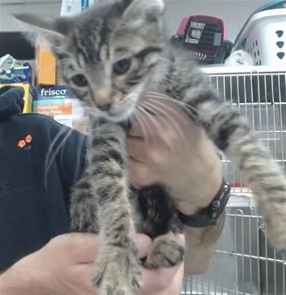 A baby small-sized male Domestic Short Hair cat named Steve for adoption in Salinas, CA