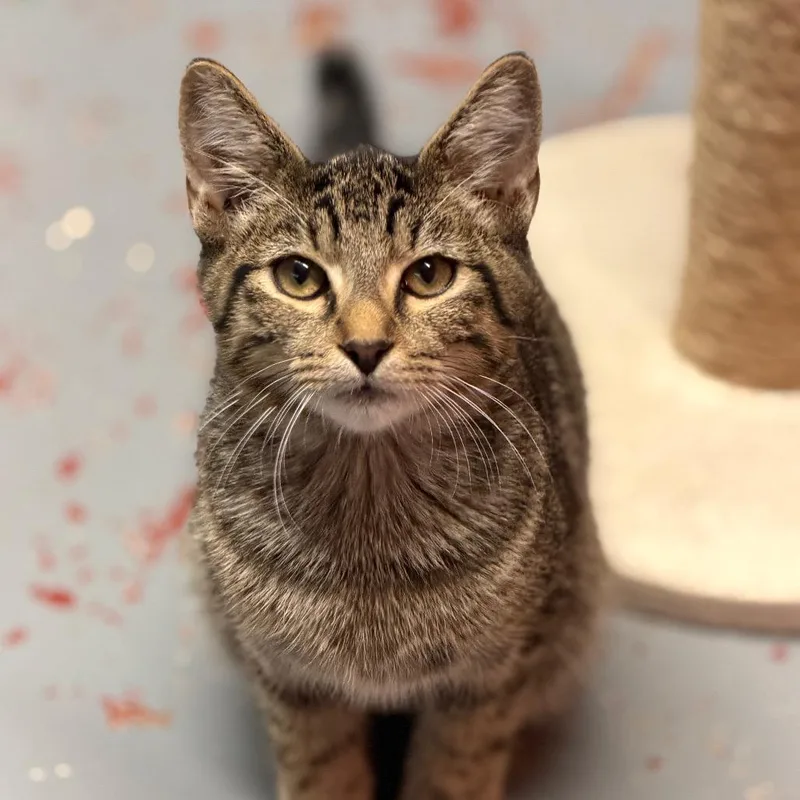 A baby small-sized male Domestic Short Hair cat named Bob for adoption in Norman, OK