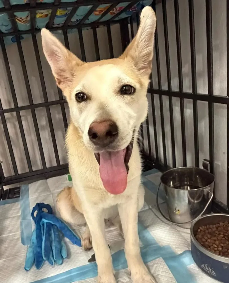 A young medium-sized female Apricot / Beige Carolina Dog dog named Buttercup for adoption in Commerce City, CO