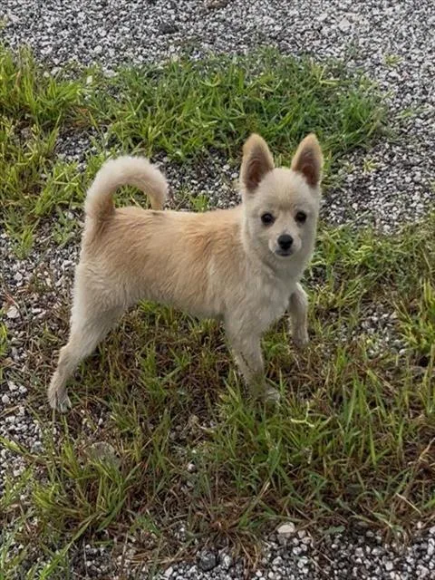 A young small-sized male Pomeranian dog named Tater for adoption in San Antonio, TX