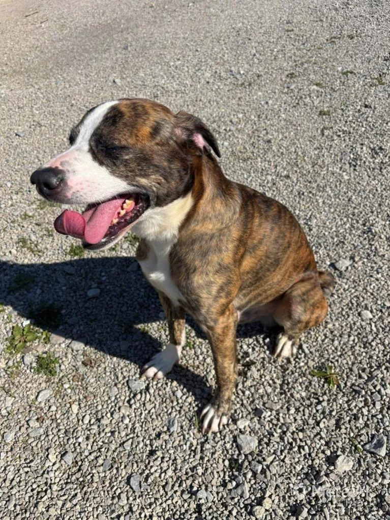 A young medium-sized male Brindle Terrier dog named Denver for adoption in Ashland, OH